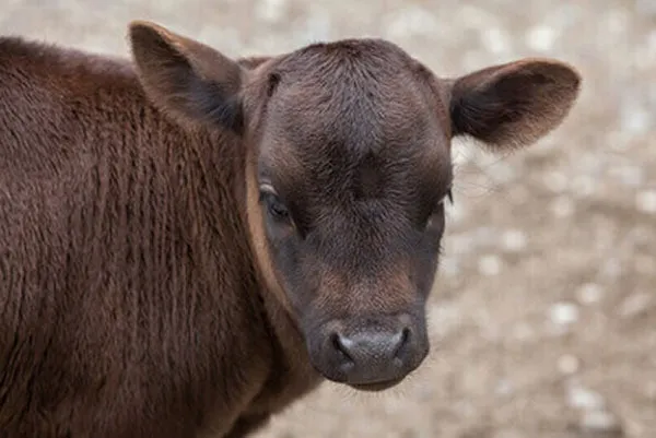 JOSERA Dahomey, dwarf cattle