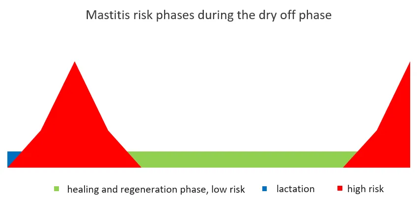 Diagramm - mastitis risk phases during the dry off phase
