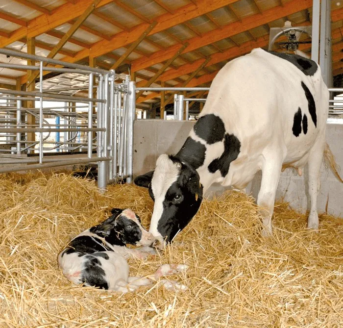Calf and mother cow after birth