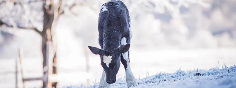 Calf in a winter landscape