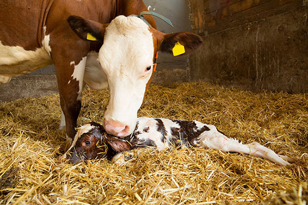 JOSERA cow with new born calf