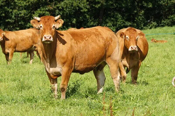 JOSERA Limousin