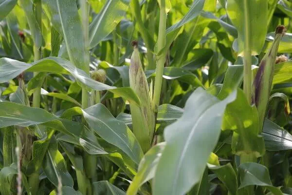 JOSILAC corn plant