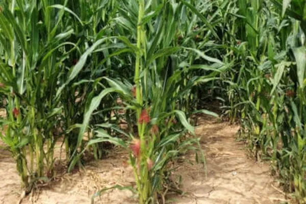 JOSILAC maize crop