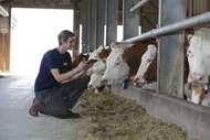 Dairy farming and antibiotics – where can animal nutrition help?