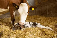 Beta-carotene – a key for fertile cows and healthy calves!