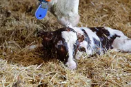 Rules for managing the birth of your calf