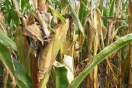 Silage maize with drought-damage – what to do now?