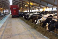 Feed consumption – How much dry matter does my cow eat?