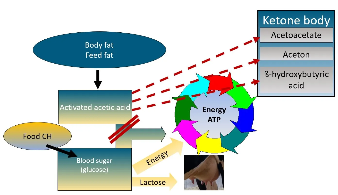 JOSERA graphic shows a feed fat energy circulation