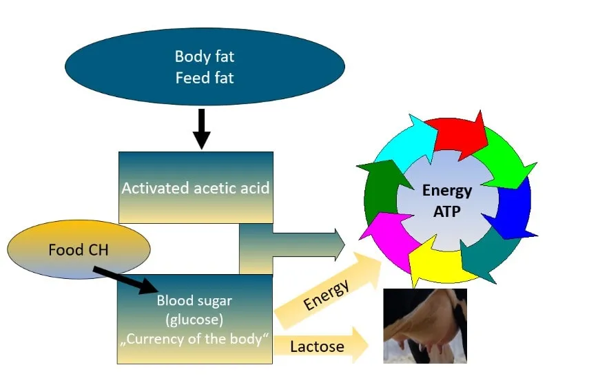 JOSERA graphic shows a feed fat energy circulation