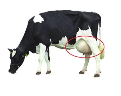 JOSERA cow, focus on udder