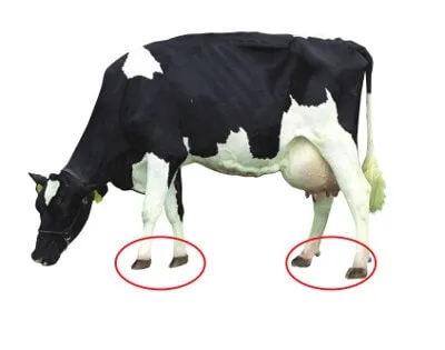 JOSERA cow, focus on claws