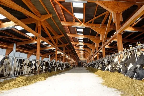 JOSERA Cattle in the stable, view from outside