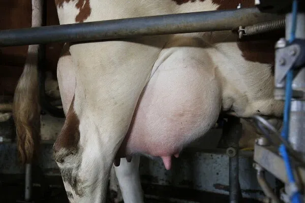 JOSERA udder