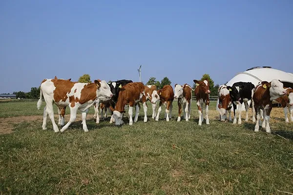 JOSERA young cattle in the pasture