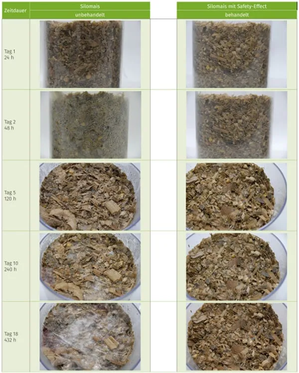 JOSILAC silage in comparison with silage innoculants