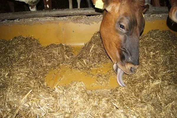 JOSERA cattle, feed selection at the feed table