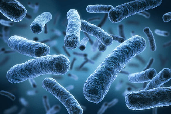 JOSERA pathogen