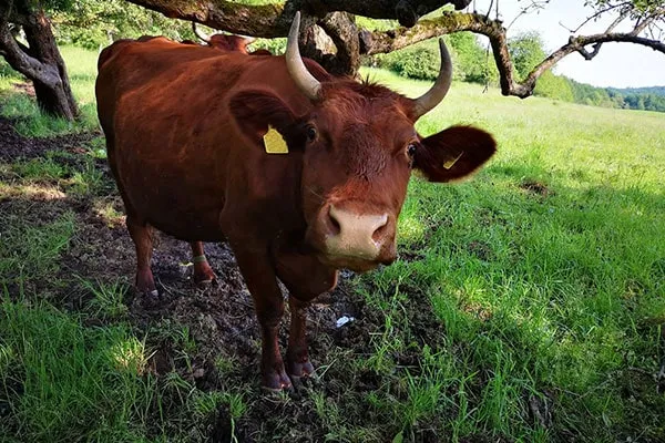 JOSERA red cattle on pasture