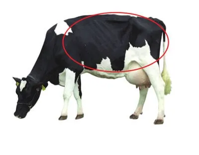 JOSERA cattle, focus on metabolism