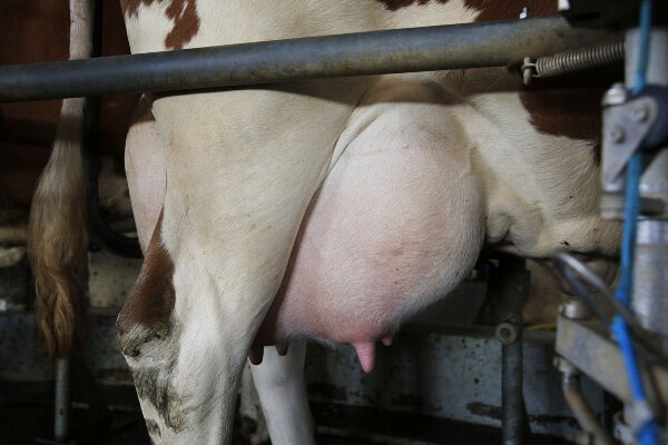 JOSERA udder