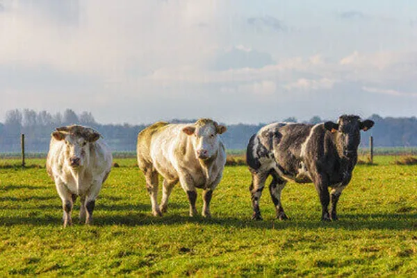 JOSERA white-blue Belgians