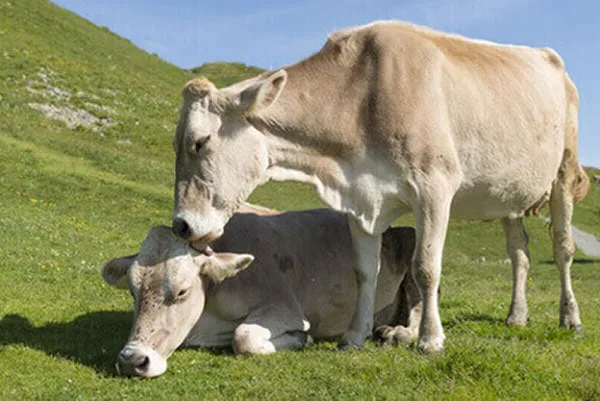 JOSERA German brown cattle