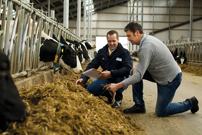 Schwarzbunt WastedFrames JOSERA feed advice