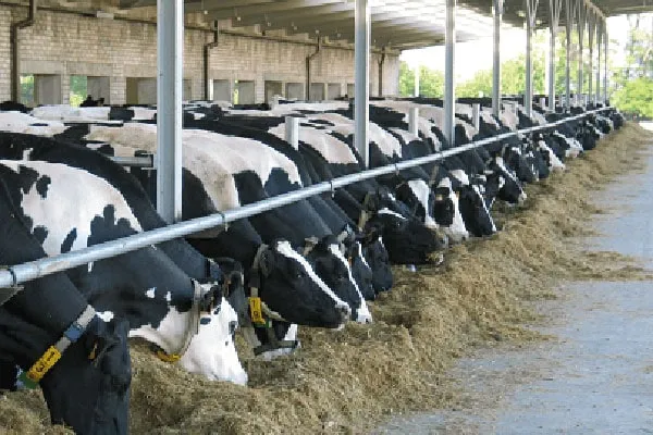Stall_2-1-1-1 JOSERA vaches à l'auge