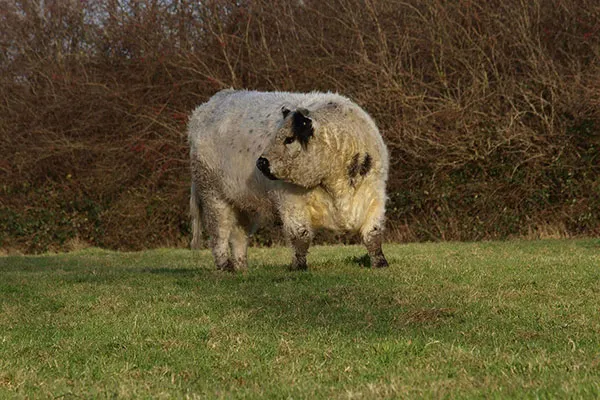 JOSERA Galloway cow
