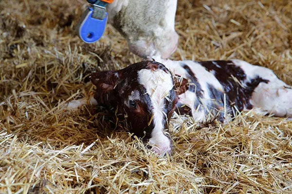 josera-kalb-im-stall-1-2-1 JOSERA new born calf