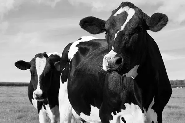 CLASSIC Linie JOSERA Classic cattle