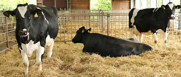Fruchtbarkeit Josera Ratgeber JOSERA cattle standing and lying in the stable in straw