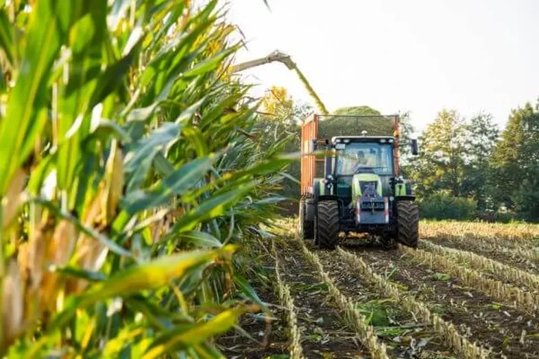 Corn silage preparation