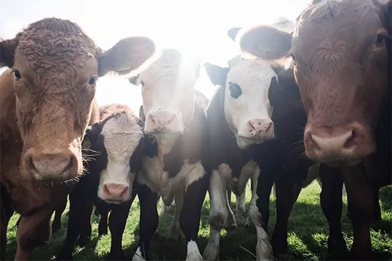 JOSERA cattle standing in the pasture looking at the camera