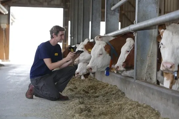 JOSERA farmer and cattle in the calf barn
