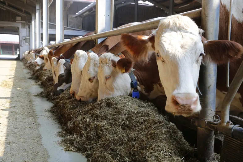 JOSERA Cows in baa