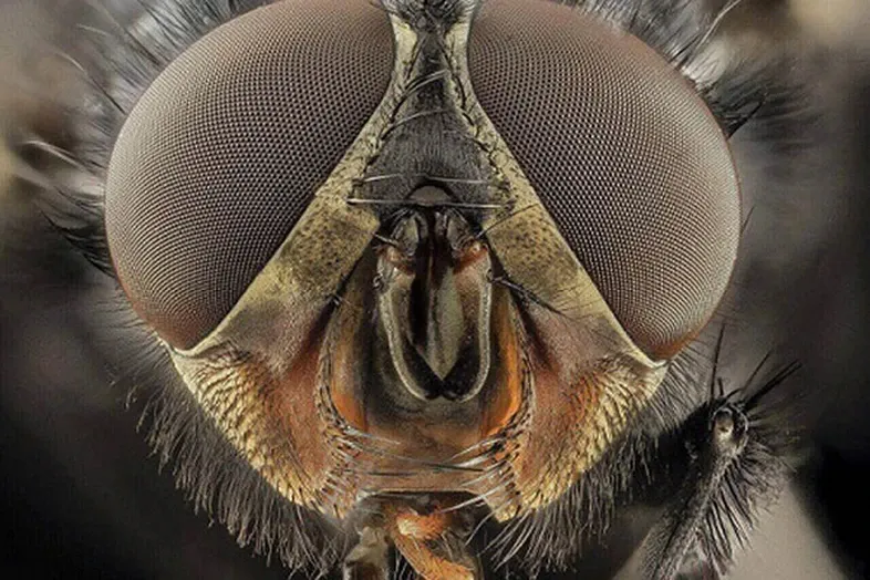 JOSERA Fly, close up