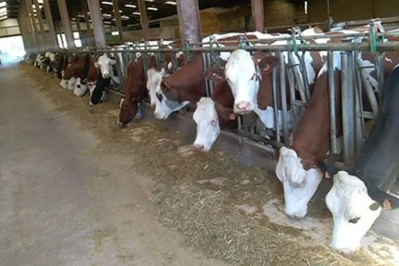 JOSERA Cows in barn