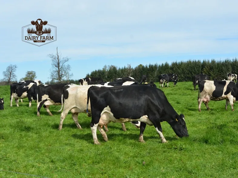 JOSERA I cows grazing