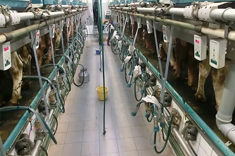 JOSERA cattle in the milking parlor