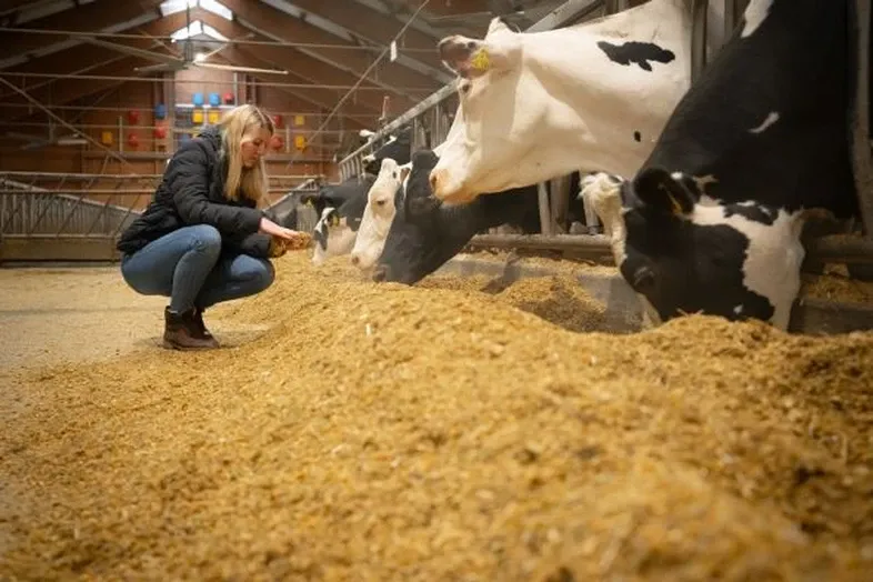 Woman in the cattle stable