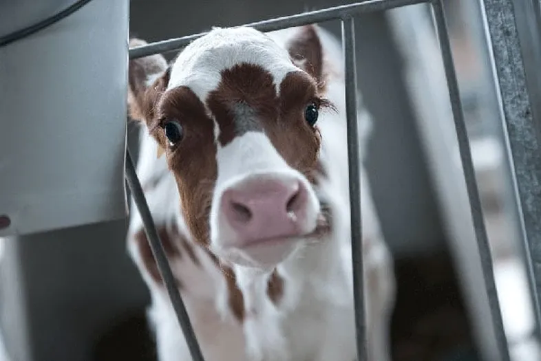 JOSERA Calf in the stable