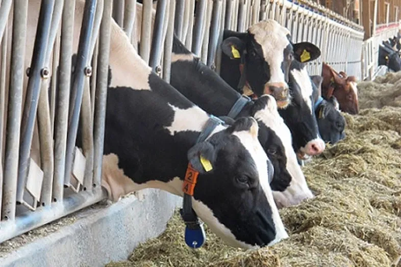 JOSERA Cow eating silage from a feed trough