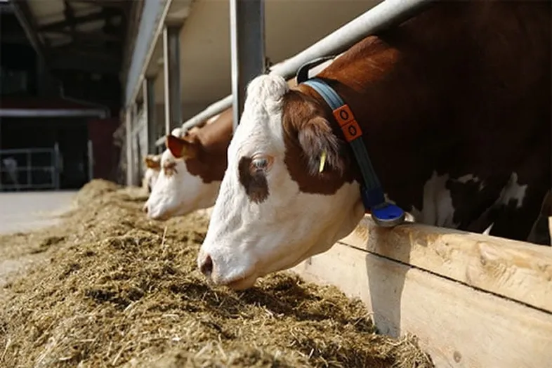 JOSERA Cattle eating from a feed trough