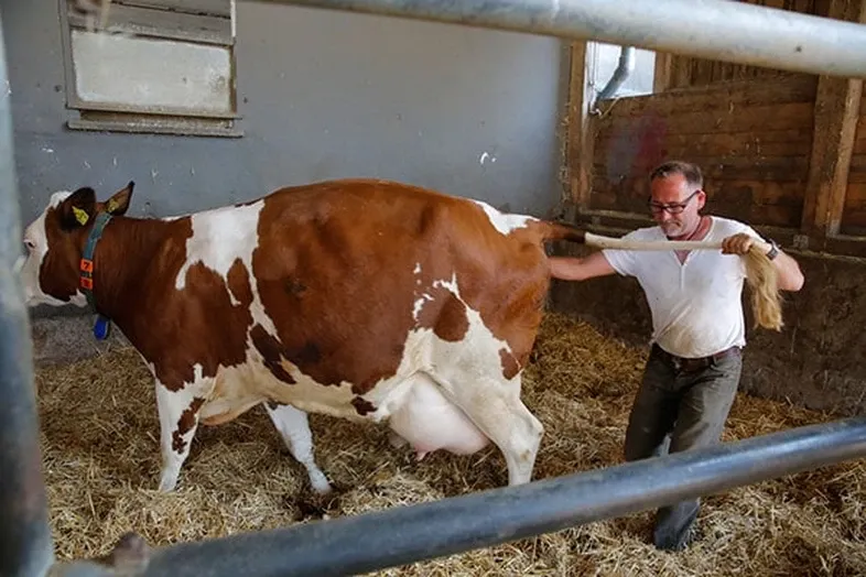 JOSERA Fertile cow