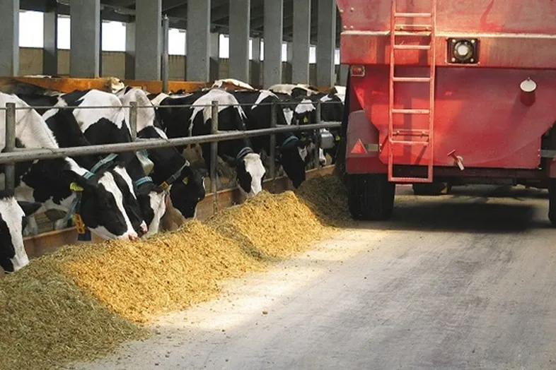 JOSERA Green forage in the paddock