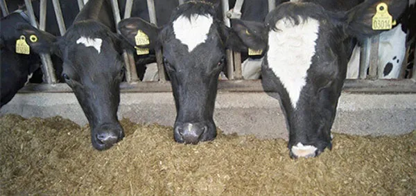 JOSERA Cattle eat the ration from the top