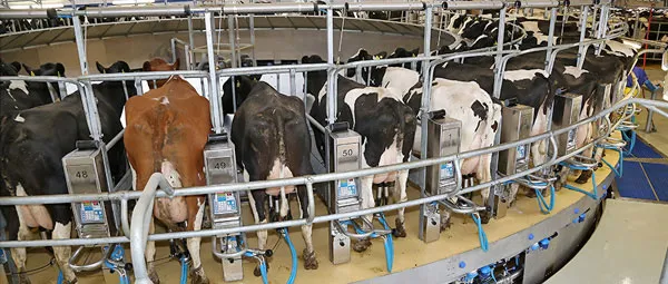 Milchleistung Josera Ratgeber JOSERA Cattle in the milking carousel